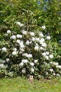 White Rhododendron flowers Royalty Free Stock Photo