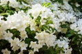 White rhododendron flowers in the garden, Thailand, Jasmine flowers in a garden, AI Generated