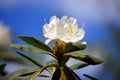 White rhododendron.