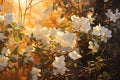 White rhododendron flowers in the rays of the setting sun, Jasmine bush in warm sunset light, AI Generated