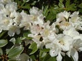 White Rhododendron