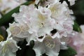 White rhododendron leaves close up Royalty Free Stock Photo