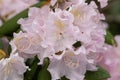 White rhododendron leaves close up Royalty Free Stock Photo