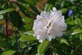 White Rhododendron