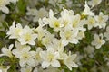 White Rhododendron simsii flowers and grean leafs Royalty Free Stock Photo