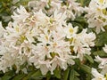 White Rhododendron simsii flowers and grean leafs Royalty Free Stock Photo