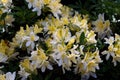 White rhododendron. Spring flowering in the forest. May. Charm and the magic of nature.