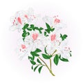 White rhododendron twig with flowers and leaves mountain shrub vintage vector illustration editable