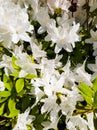 White rhododendron or white azalea flowers blooming in spring. Royalty Free Stock Photo