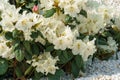 White Rhododendron White Rhododendron Azalea hybrid Tigerstedt flowers on bush with evergreen leaves Royalty Free Stock Photo
