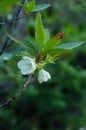 White Rhododendron Royalty Free Stock Photo