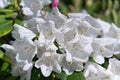 White rhododendrons close-up. Delicate white azalea Rhododendron flowers. Landscape design. Royalty Free Stock Photo