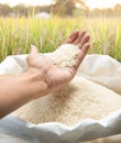 White rice in hand at rice field - Stock image Royalty Free Stock Photo