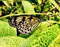 A white rice paper butterfly landing on a leaf Royalty Free Stock Photo