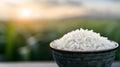 White Rice With Sunset Time Background Royalty Free Stock Photo