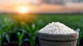 White Rice With Sunset Time Background Royalty Free Stock Photo
