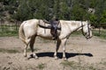 White Riding Horse, Saddle, Corral