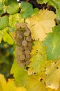 White riesling grapes on vine Royalty Free Stock Photo