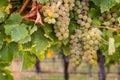 White riesling grapes on vine Royalty Free Stock Photo