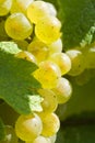 White Riesling Wine Grapes in the Vineyard