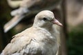 White ring necked dove close up, Royalty Free Stock Photo
