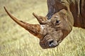 White Rinhoceros, Wildlife Reserve, South Afica Royalty Free Stock Photo