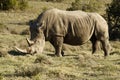 White Rino grazing Royalty Free Stock Photo