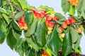 White ripe cherry berry fruits on the tree Royalty Free Stock Photo