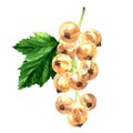 White ripe currant with green leaf, summer sweet juicy berry, close-up, package design element, organic vegetarian food