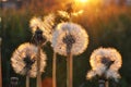 Blooming white fluffy dandelions against the setting sun. Royalty Free Stock Photo