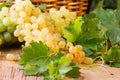 White ripe grape clusters Royalty Free Stock Photo