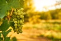 White ripe grape Royalty Free Stock Photo