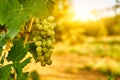 White ripe grape Royalty Free Stock Photo