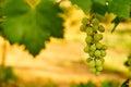 White ripe grape Royalty Free Stock Photo