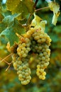 White ripe grapes vertical closeup Royalty Free Stock Photo