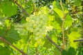 White ripe large grapes close-up macro. Grape bush with bunches of berries and green leaves Royalty Free Stock Photo