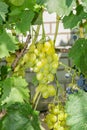 White ripe large grapes close-up macro. Grape bush with bunches of berries and green leaves Royalty Free Stock Photo