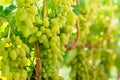 White ripe large grapes close-up macro. Grape bush with bunches of berries and green leaves Royalty Free Stock Photo