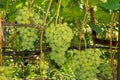 White ripe large grapes close-up macro. Grape bush with bunches of berries and green leaves Royalty Free Stock Photo