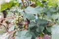 White ripe partially dried grapes in vineyard. Fall season, harvest time. Winegrowing, viniculture