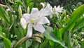 White river lily flower Sri Lanka Royalty Free Stock Photo