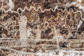 White River Narrows Petroglyphs Royalty Free Stock Photo