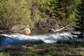 Whitewater rapids on the Snake River in White River National Forest