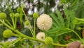White River tamarind or Popinac flowers with green leaves