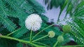 White River tamarind or Popinac flowers with green leaves