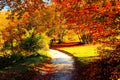 White road passing in a sun-drenched beech tree grove in Canfaito park on an autumn day Royalty Free Stock Photo