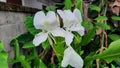 A white roadside flower that looks like a galangal plant with green leaves. Royalty Free Stock Photo