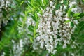 White Robinia pseudoacacia tree, False acacia, Black locust plant