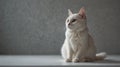 White Robot Cat Sitting on White Surface. Royalty Free Stock Photo