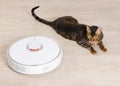 White robotic vacuum cleaner on floor and domestic cat